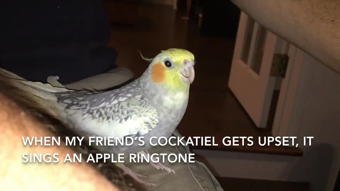Happy cockatiel sounds